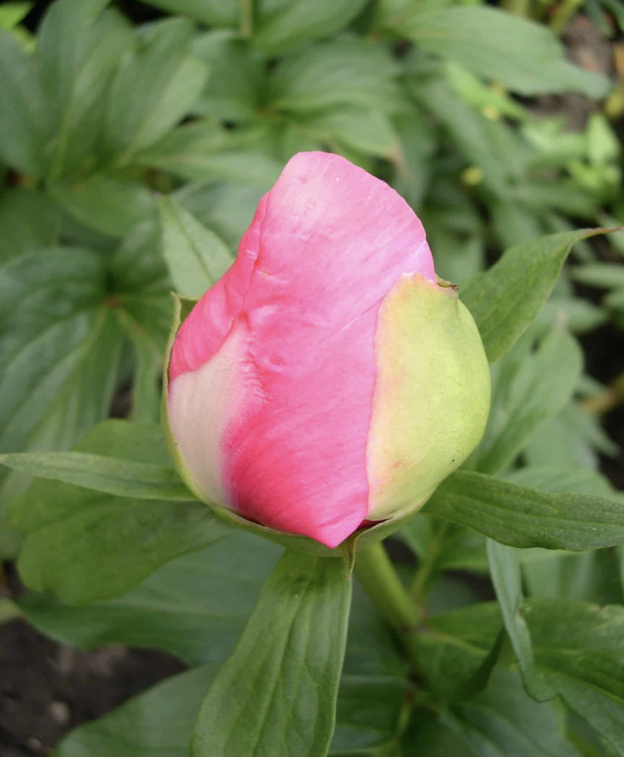 Pink Peony