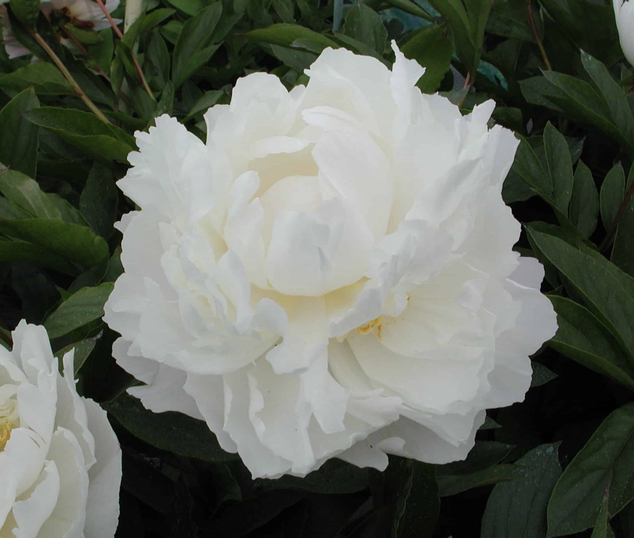 Gardenia