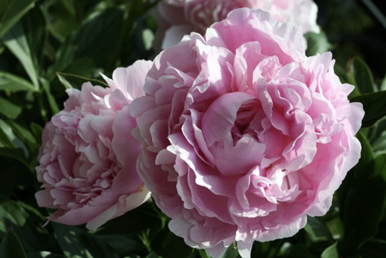 Peony Dinner Plate
