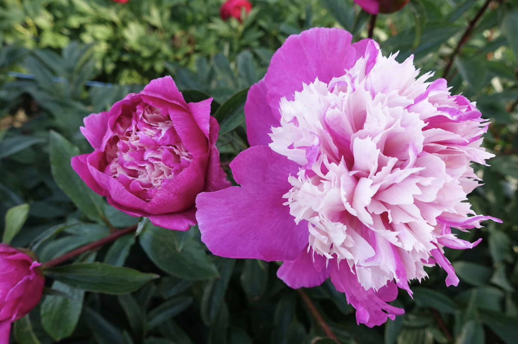 Celebrity_Peony.png