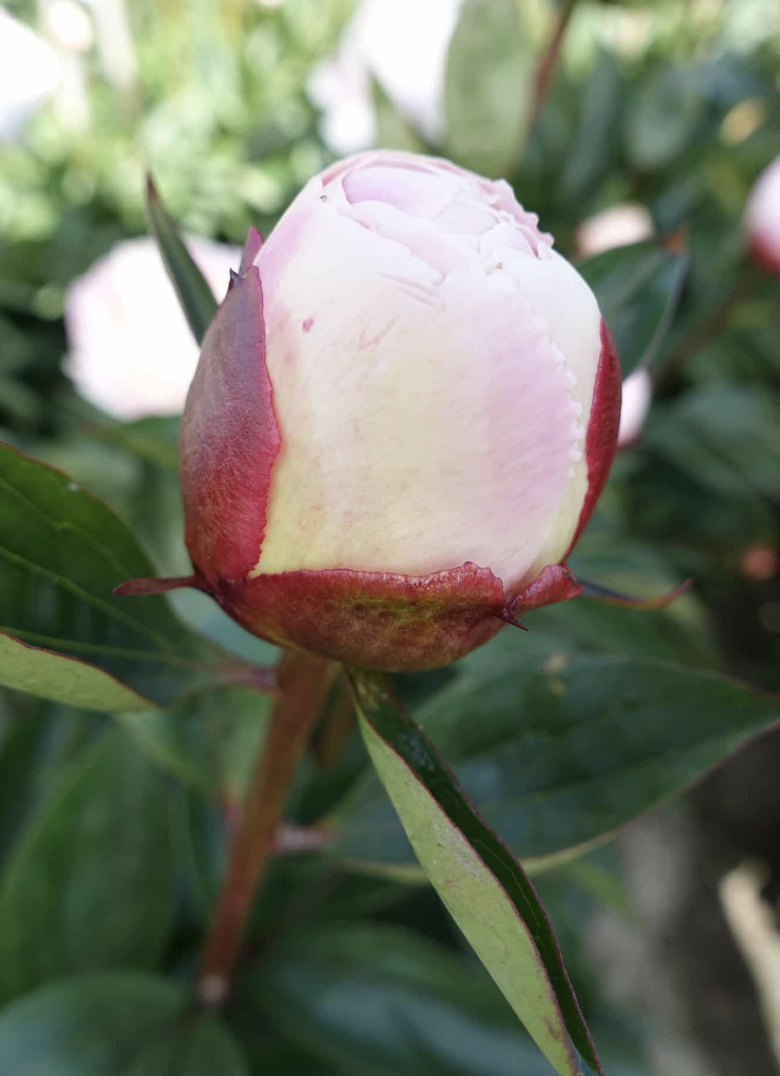 Gardenia Peony Bud