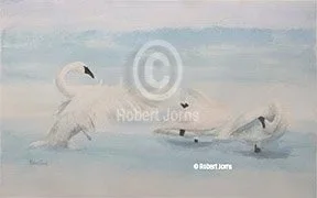 Swans Stretching & Preening ©
Watercolor On 100% Rag WC Paper
20.5”w x 13”h Painting