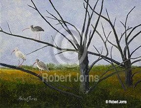 Ibis On A Skeleton Tree ©
Acrylic On Canvas Panel
10"w x 8" h Painting