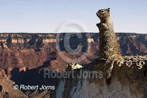 Sentinel Squirrel ©
Photographic Based Digital Painting
Printed On Watercolor Paper