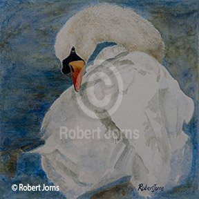 Mute Swan Preening.jpg