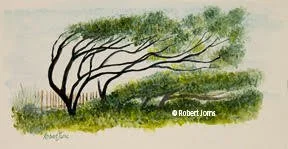 Windswept Beach Trees ©
Watercolor On 100% Rag WC Paper
8.5”w x 4”h Painting
Unframed
