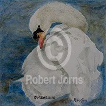 Mute Swan Preening ©
Watercolor On 100% Rag WC Paper
8"w x 8"h Painting