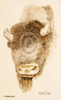 Buffalo Head ©
Sepia Ink On Tan Paper