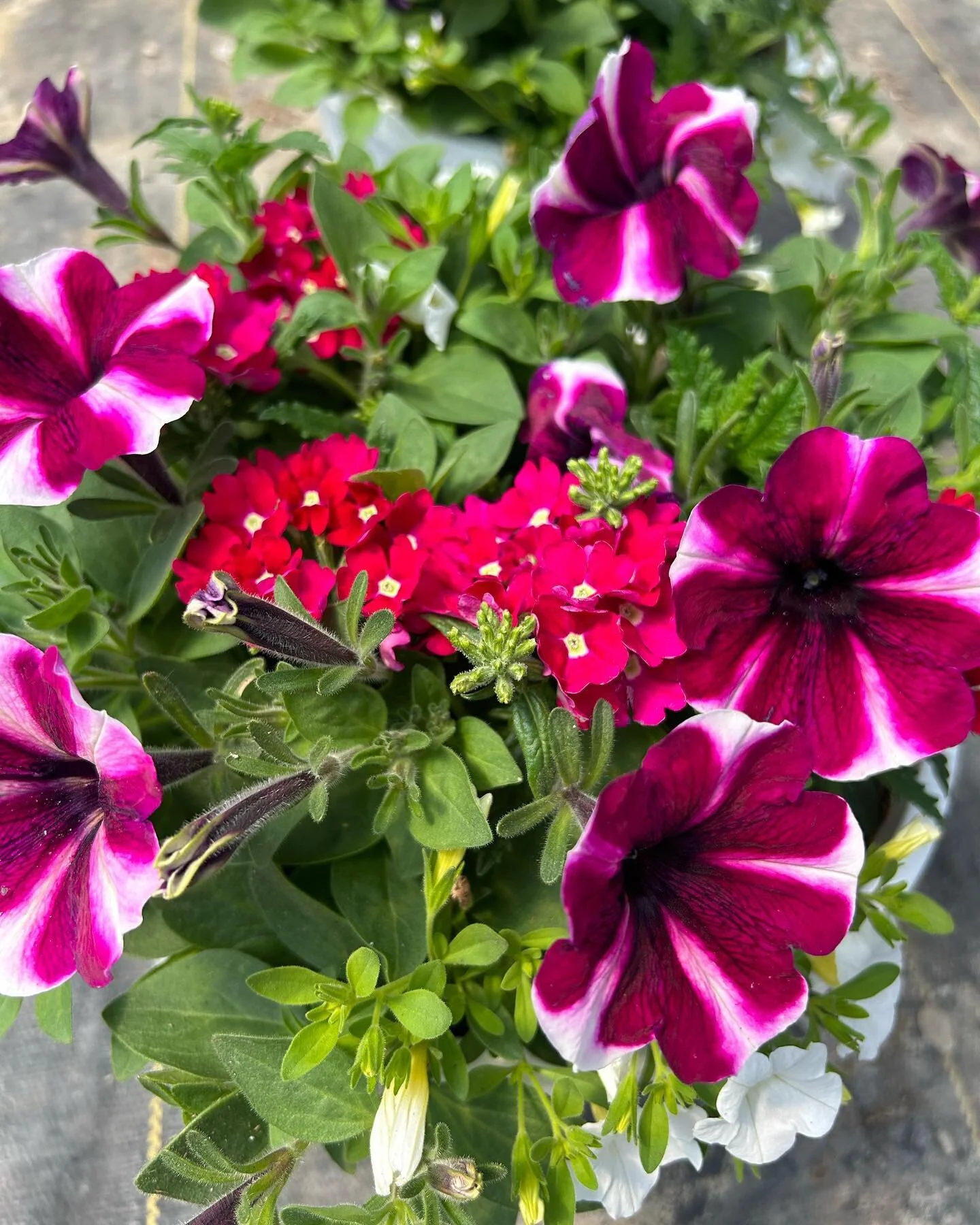 Moyer Farms Seasonal, Sustainably Grown Produce 100 Grass Fed