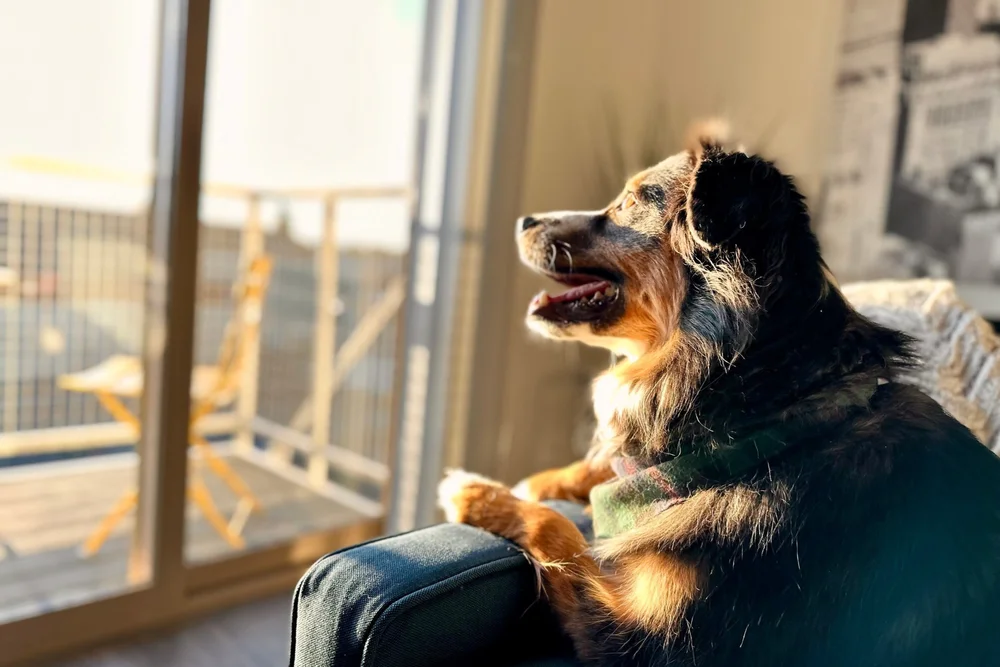 Pullman Modern Urban Apartments