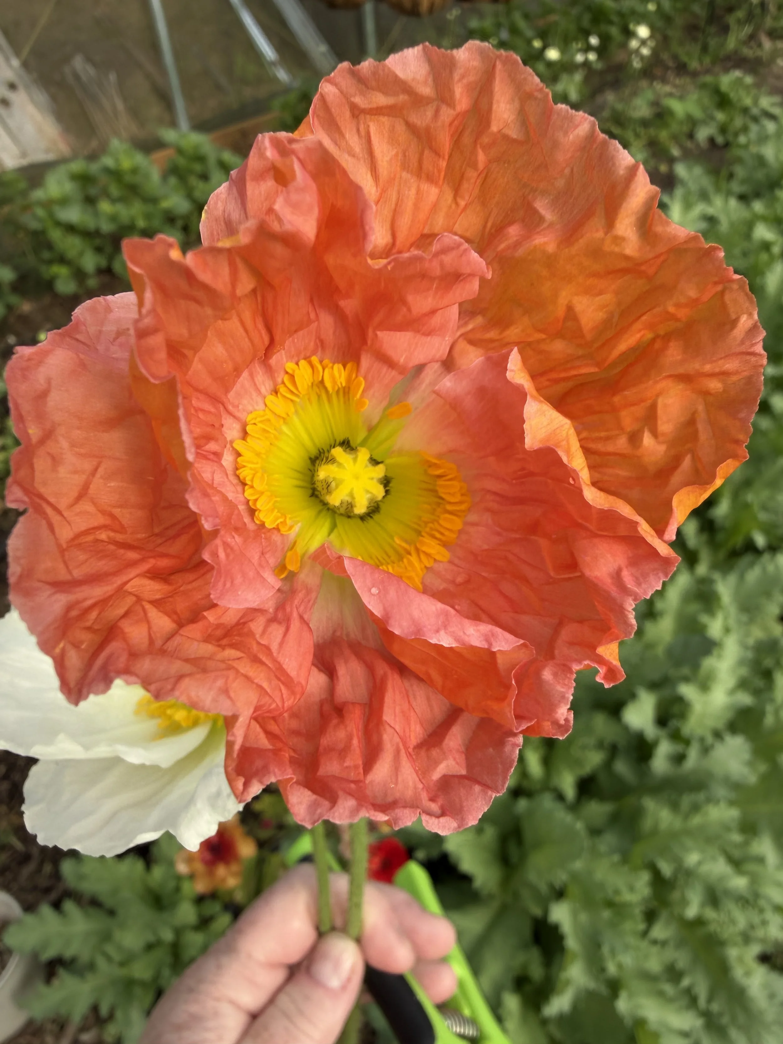 IMG_1580.jpeg