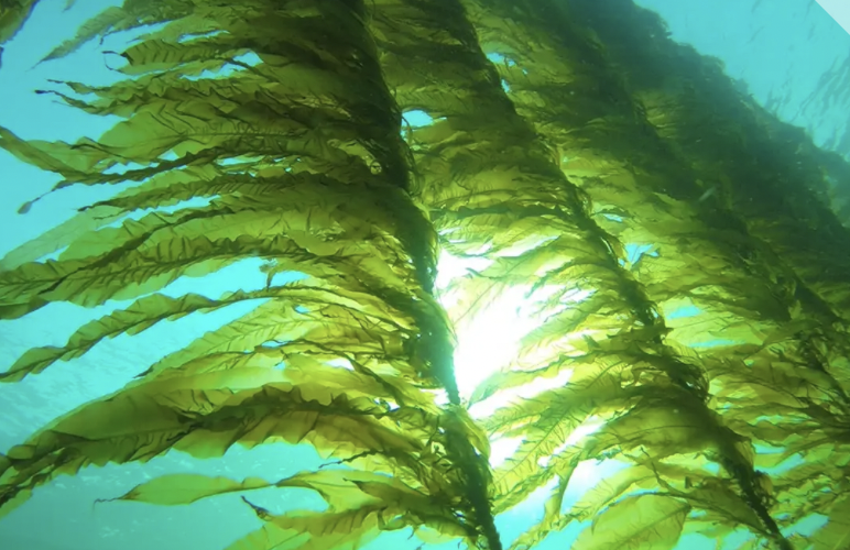 ‘IT'S A REVOLUTION’: HOW TO PUT SEAWEED ON THE MENU