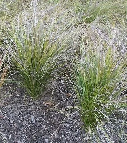 NATIVES — Windy Ridge Nursery