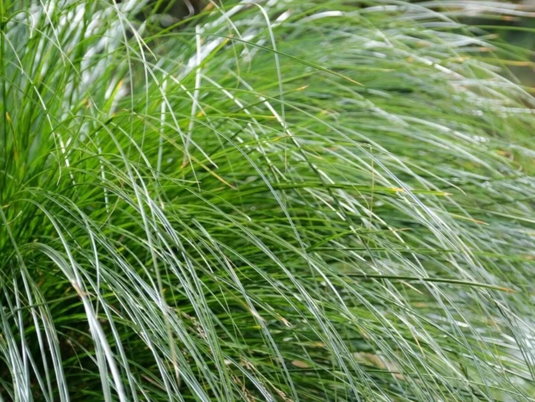 NATIVES — Windy Ridge Nursery