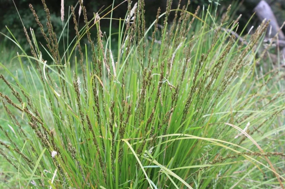 NATIVES — Windy Ridge Nursery