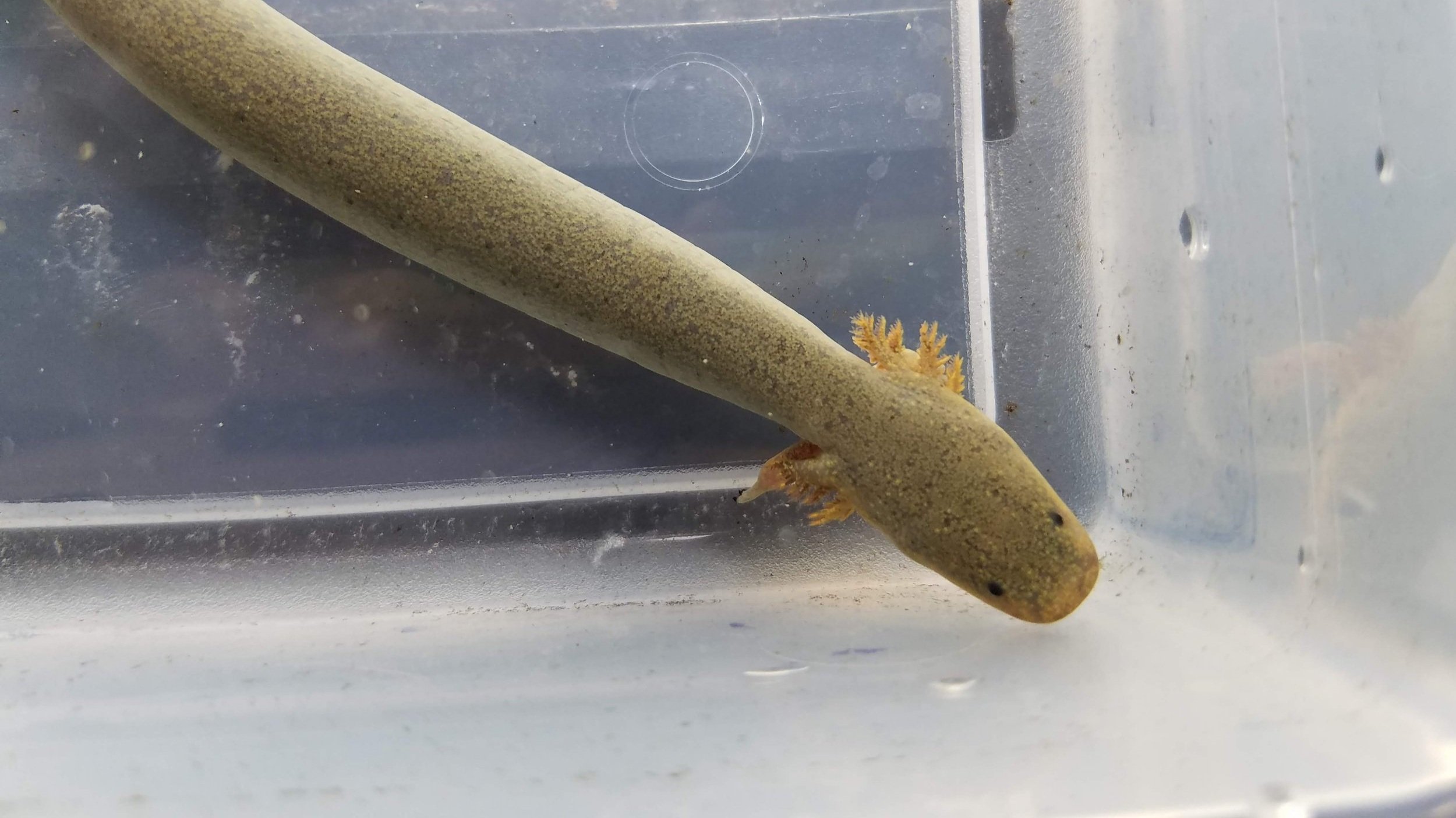 Siren Intermedia