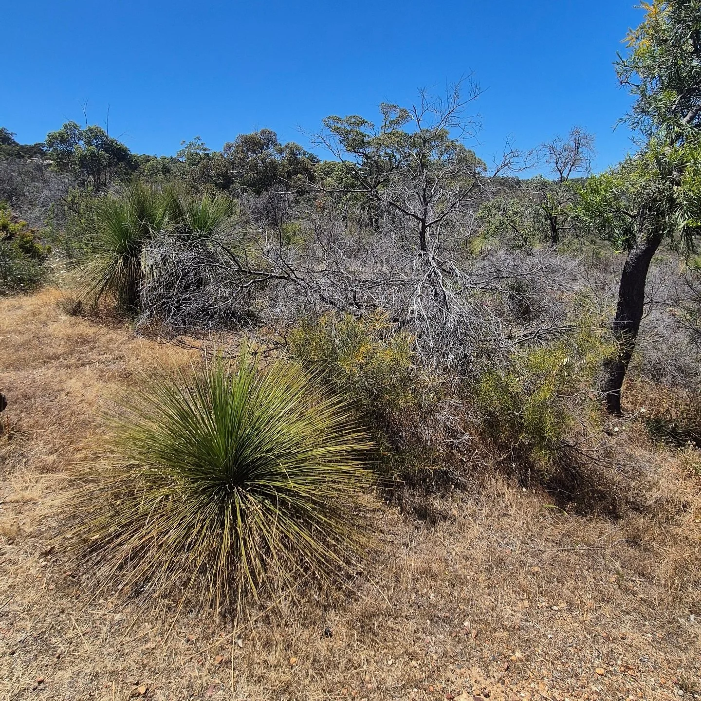 A perfect Tuesday...from the hills to the beach...and the colour yellow...

#perthhills #zigzagscenicdrive #capeperon #yellow #perthisok