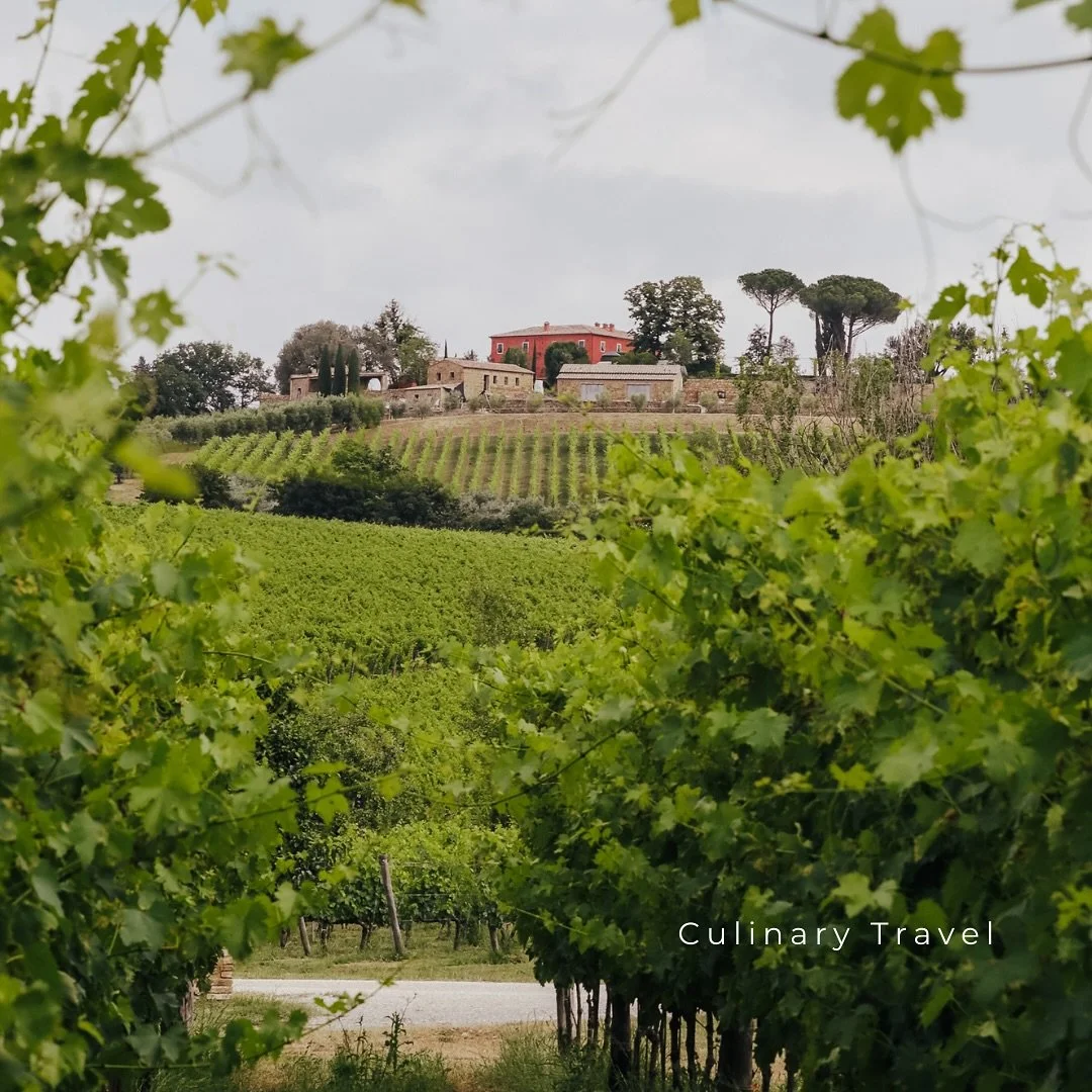 Culinary Travel: A Feast for the Senses

Exploring food and culture through travel is one of my favourite ways to learn and work. This gorgeous view of @casanewtontuscany from @fabbricapienza vineyard is pure inspiration!🍷

If you love discovering t