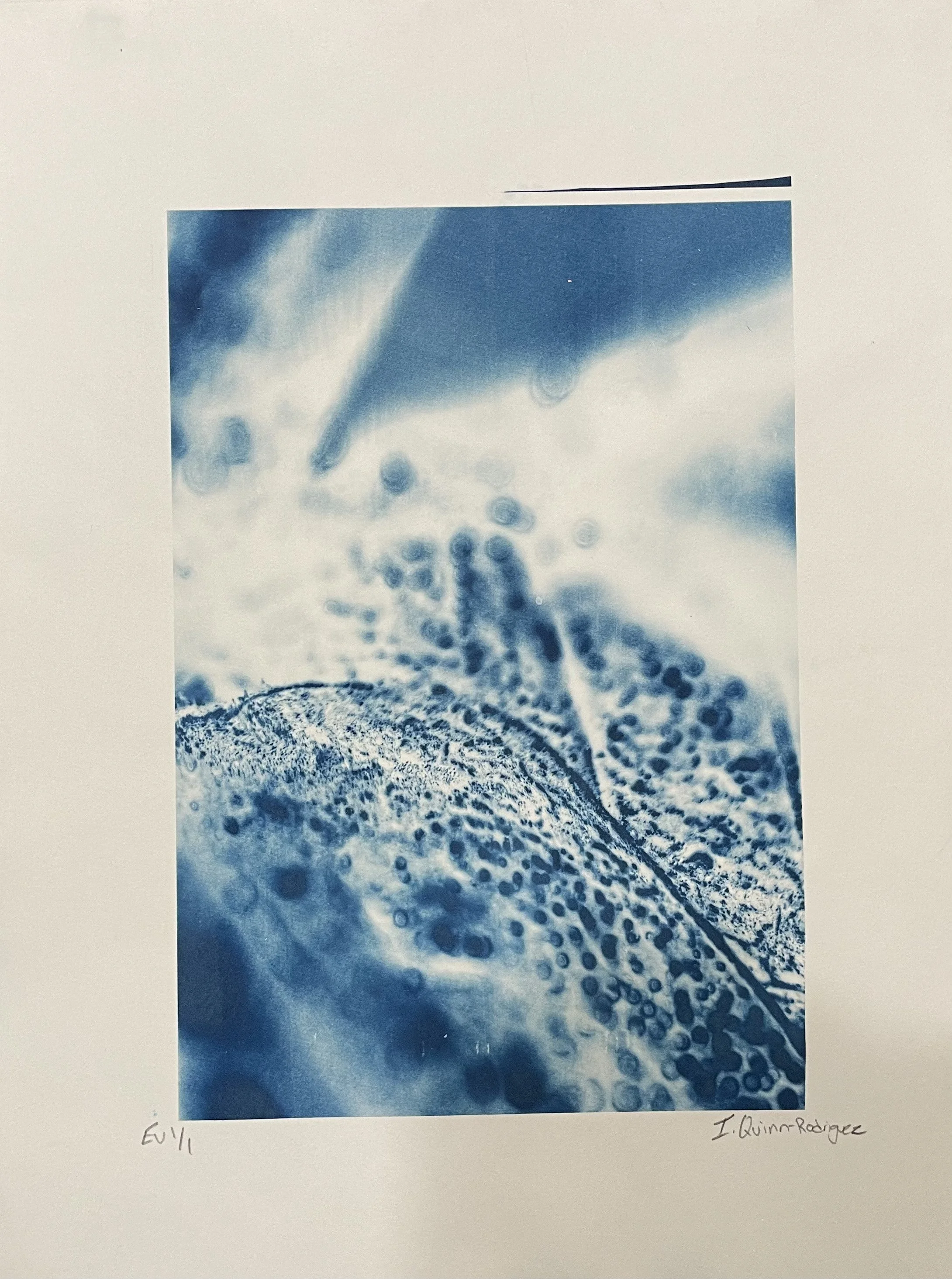 Microscopic Cyanotype of Bug (2024)