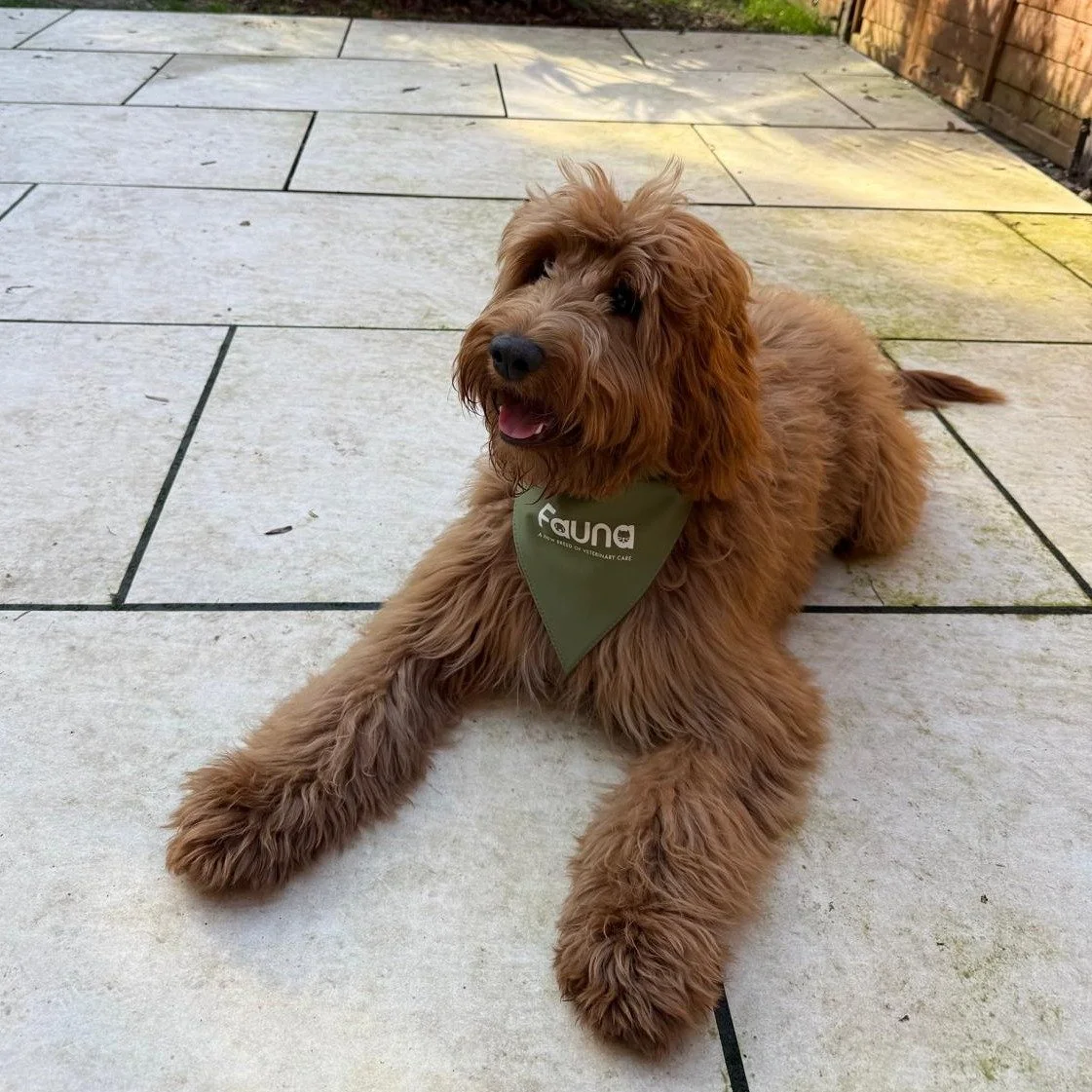 🐾 A very stylish Arlo today! 🐶

This gorgeous puppy popped in to see us to pick up his flea and worm treatment &ndash; and didn&rsquo;t he look adorable in his Fauna bandana! 💙

Regular parasite prevention is an important part of keeping our pets 