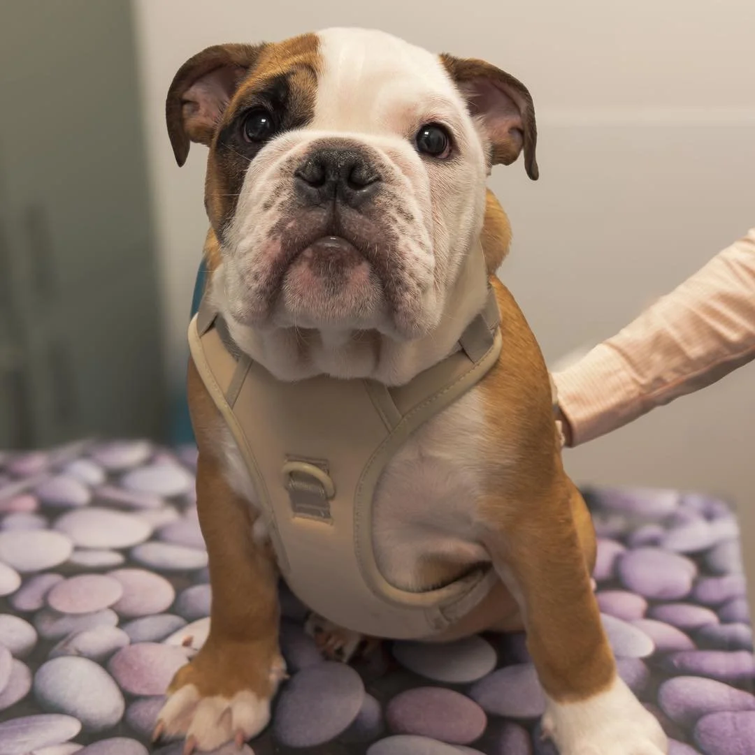 Theo 🐾

This handsome little bulldog came in for his final puppy vaccinations this week &ndash; and he absolutely nailed it!

With his vaccine course now complete, Theo is almost ready to start heading out on his very first proper walks. The world i