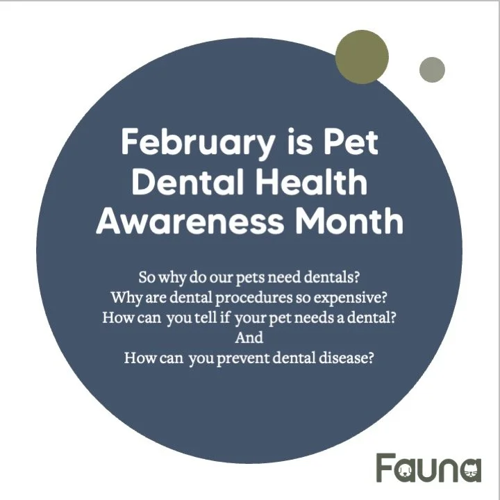 Did you know that dental health is just as important for your pets as it is for you? 🐾🦷
Just like humans, dogs and cats need regular dental care to prevent painful conditions, bad breath, and even serious health issues. 🐕🐈
Why does it matter? 🤔
