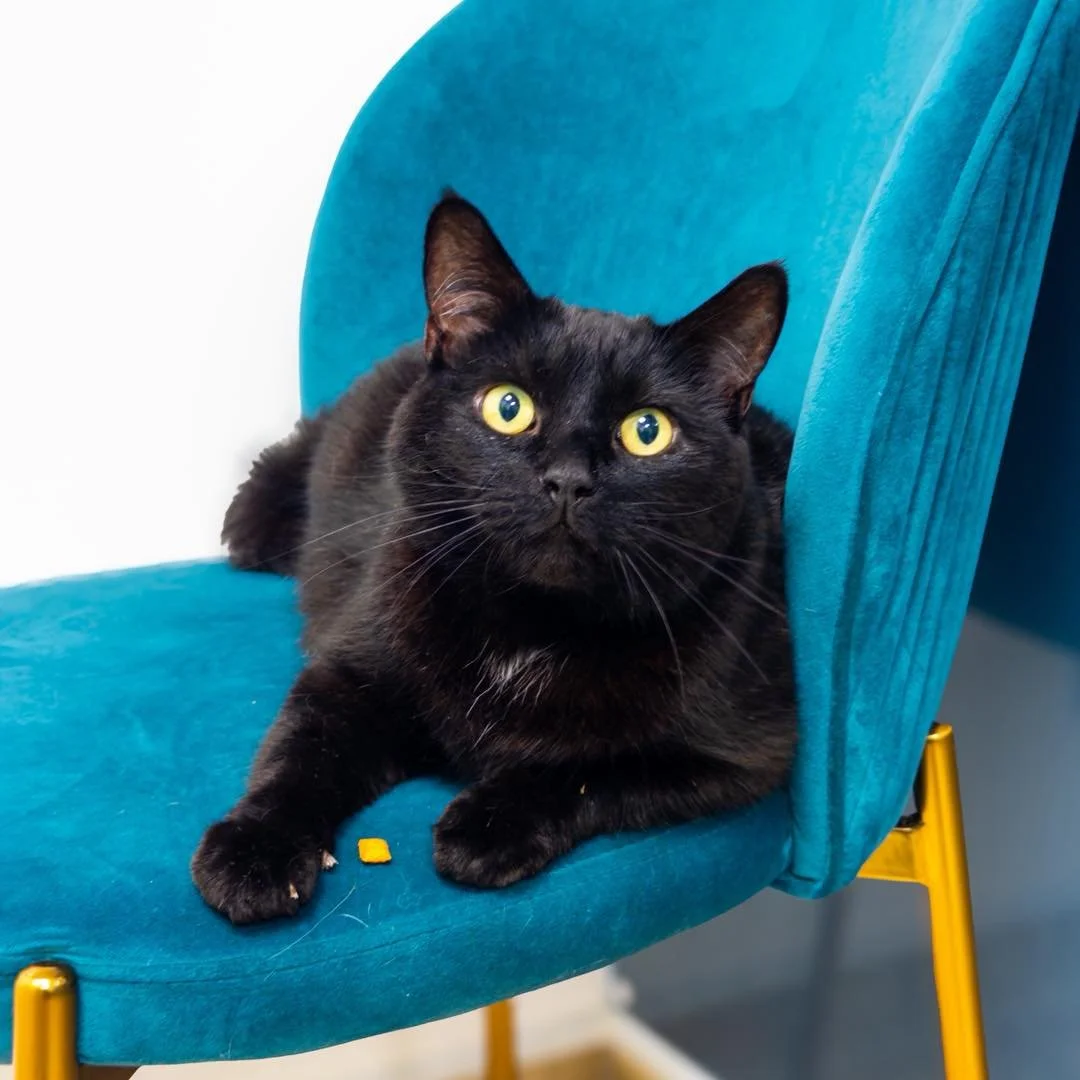 Buzz 🖤✨

This handsome boy was very much at home in our ISFM Silver Cat Friendly consult room this week &mdash; and we can see why.

With soft furnishings, raised resting areas, calming colours and a quiet, dog-free environment, our feline consult r