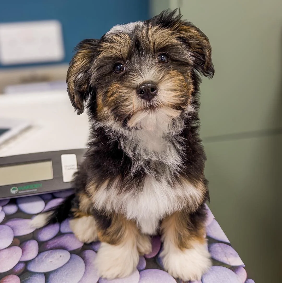 Meet Otto 🐾

Our team have absolutely fallen in love with this little gentleman. Otto, the adorable Havanese puppy, has been visiting us regularly as he grows &mdash; and it&rsquo;s been such a joy watching him flourish at each check-up.

From his t