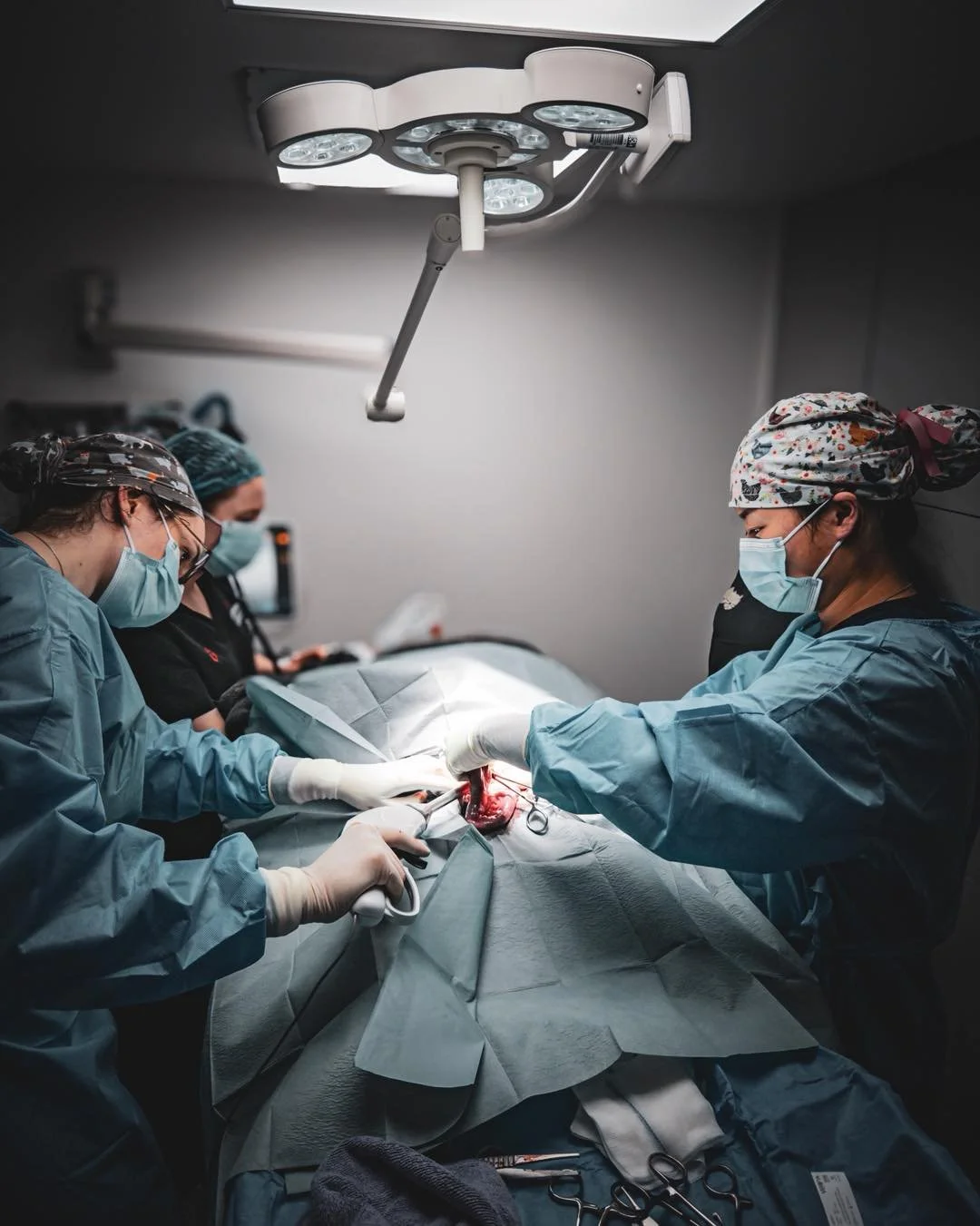Late this evening, Dr Beth and Dr Haomin were in theatre performing an emergency pyometra surgery &mdash; a life-saving procedure for a very poorly patient. 

Using our state-of-the-art LigaSure vessel sealing technology, the surgery was carried out 