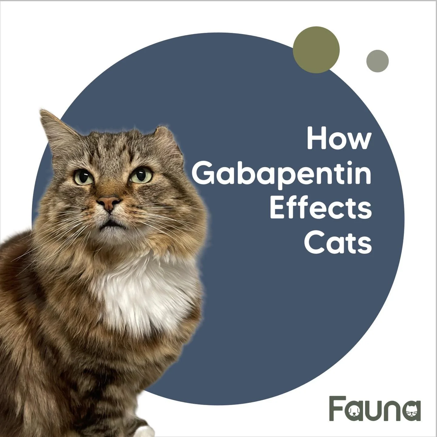 Today the lovely Vincent, while in for a nail clip, is demonstrating the effect of gabapentin on cat&rsquo;s overtime.

🐱 Gabapentin for Cats &ndash; What Is It and Why Do We Use It? 🐱

Gabapentin is a medication we commonly use in cats to help wit