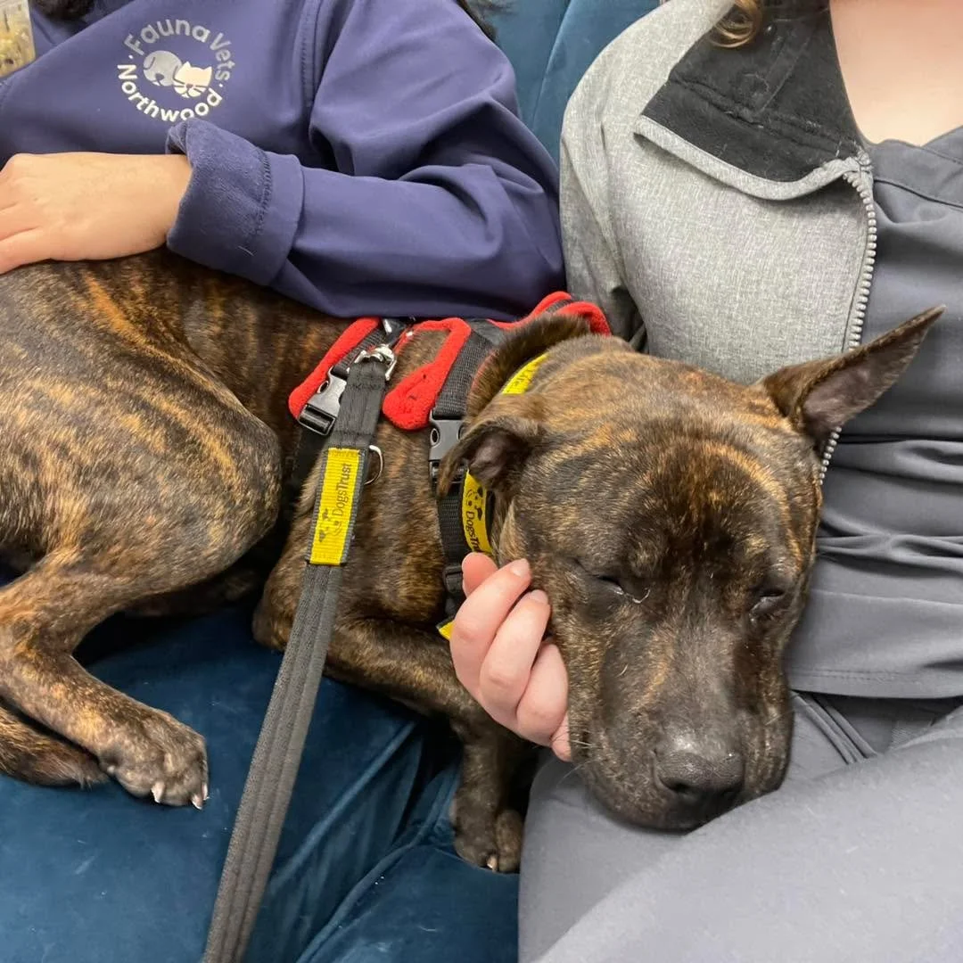 Today's lunch break had a very special guest

This Dogs Trust pup came in for x-rays and quickly stole all of our hearts. Between images, they soaked up ALL the cuddles from the team.

Brave, gentle, and clearly a cuddle pro: We're cheering you on, i