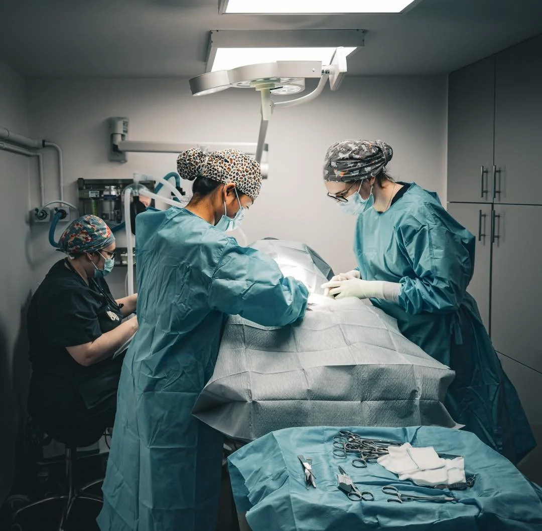Dr Beth and Dr Haomin in action this afternoon in our state-of-the-art operating theatre.

From routine procedures to more advanced surgeries, our brilliant clinical team carries out a wide range of procedures in-house, using modern equipment and the