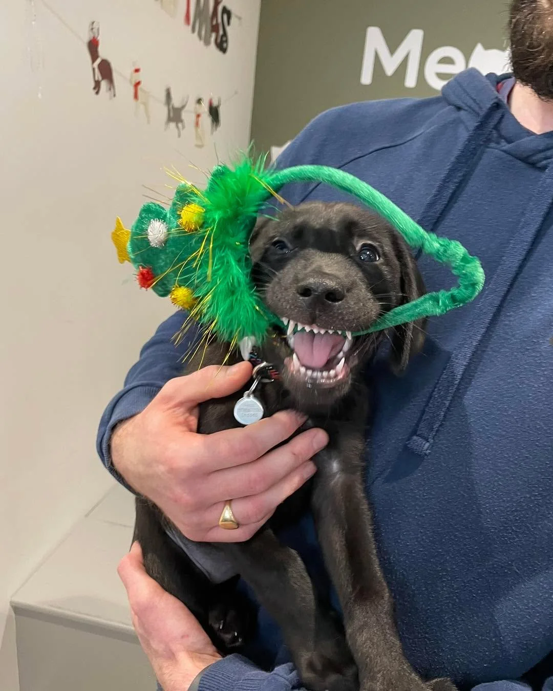 We&rsquo;ve been feeling extra festive at Fauna this month 🎄✨ Some of our lovely patients have been helping spread the cheer, and we couldn&rsquo;t resist sharing their adorable Christmas outfits!

#FaunaVet #VetPractice #FestivePets #ChristmasCheer