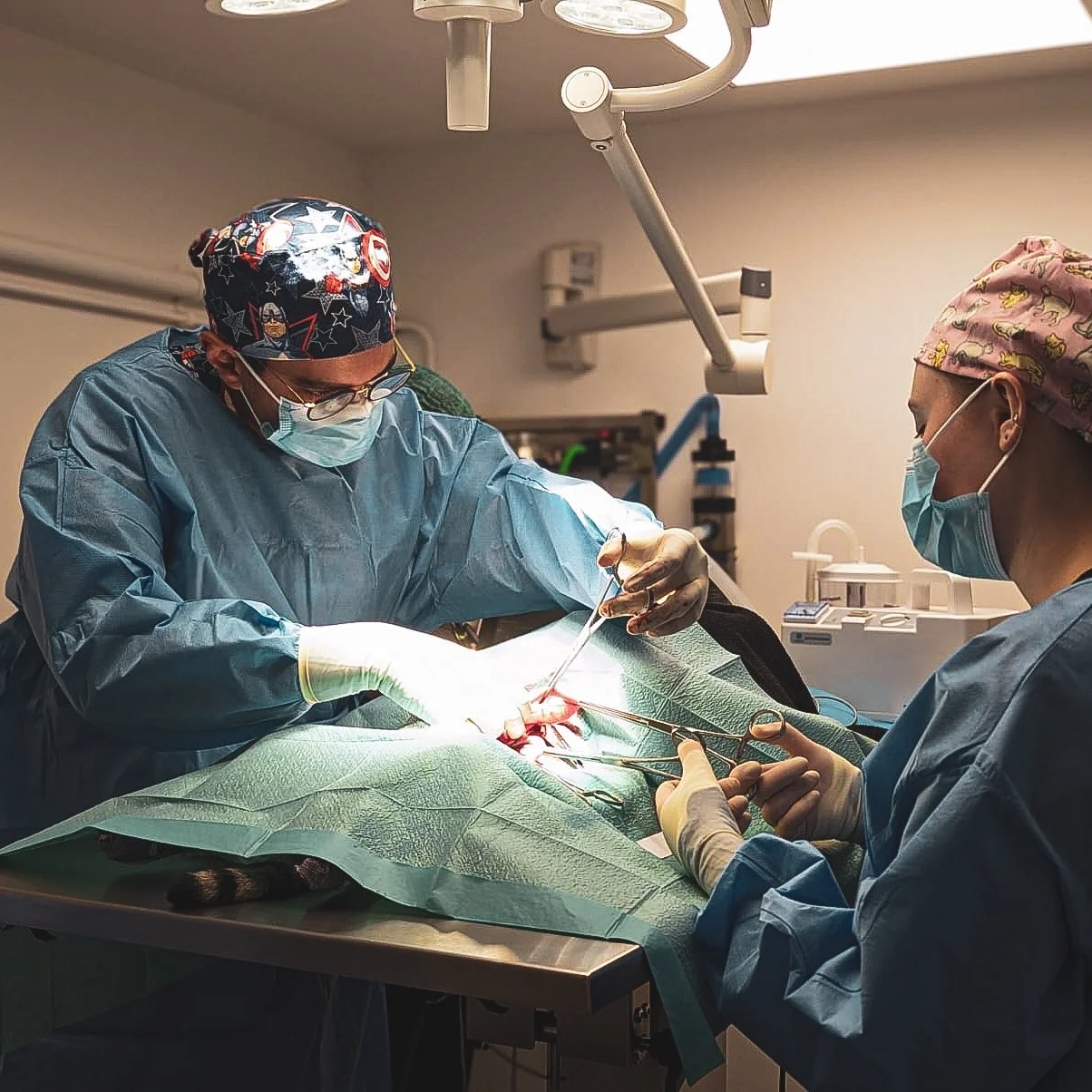 Precision, teamwork, and a lot of focus 🔬

Dr P getting stuck into a complex gastrointestinal surgery, expertly assisted by Student Veterinary Nurse Lucy &mdash; now almost a year into her placement and absolutely thriving!

Moments like this are wh