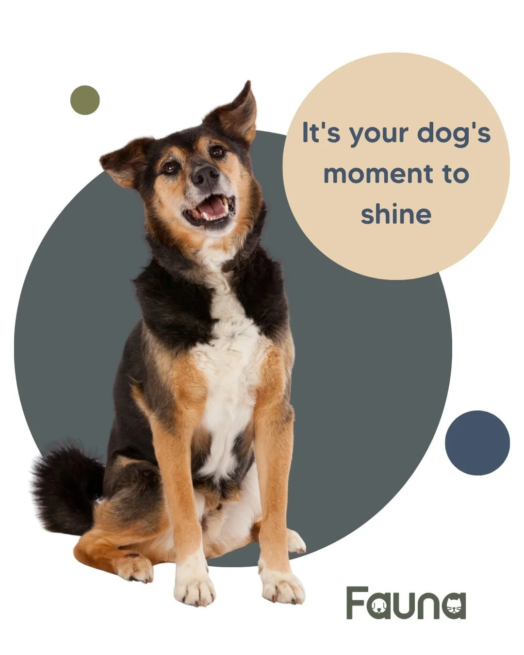 It's your dog's moment to shine! 🌟

We're bringing the WoodsFest100 Dog Show to Northwood &ndash; and we want to see your pets in the ring. Enter one class or enter them all, here's what's up for grabs:

🐶 Cutest puppy (6&ndash;12 months)
🐶 Most h