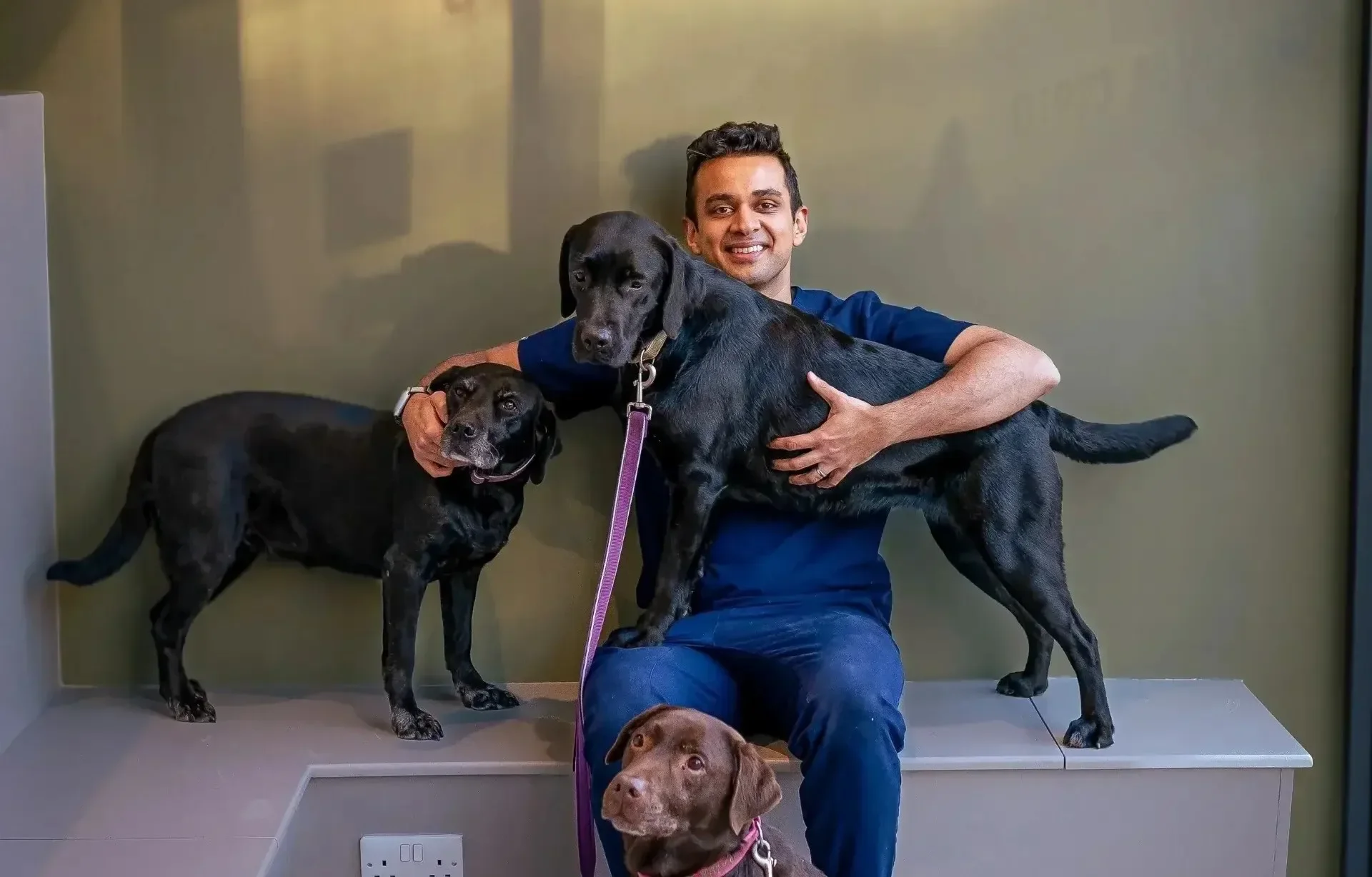 Veterinarian caring for dogs at Fauna Vets veterinary clinic