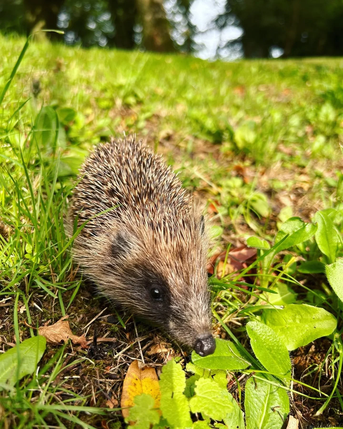 Here's one of our resident hedgehogs. Hedgehogs like to hibernate in leafy log piles, so on Guy Fawkes night, please check for them before you light your bonfires.