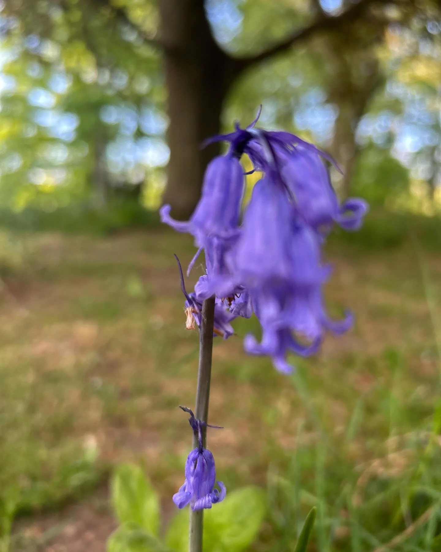 Stunning Bluebells