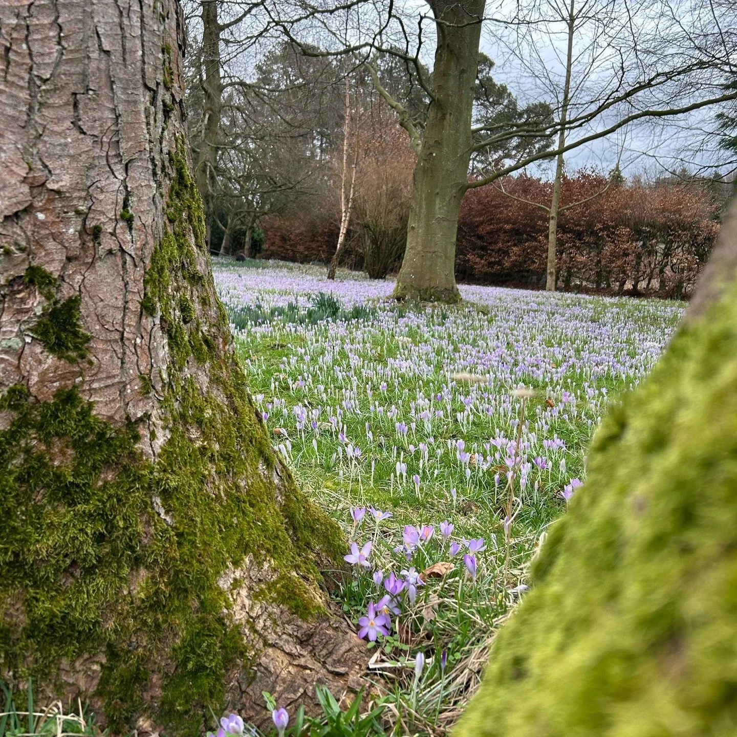 Spring is here and our gardens look stunning :-) #northumberland #cottages #holidays #garden