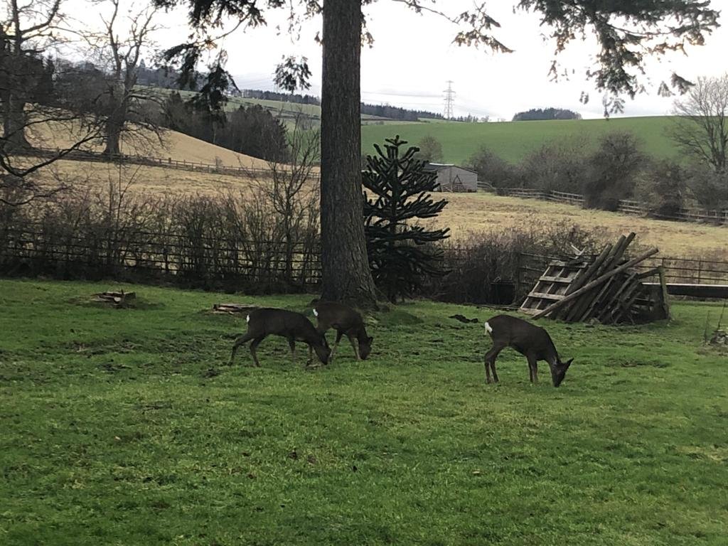 Three deer grazing in a grassy field with trees and wooden fences in the background.