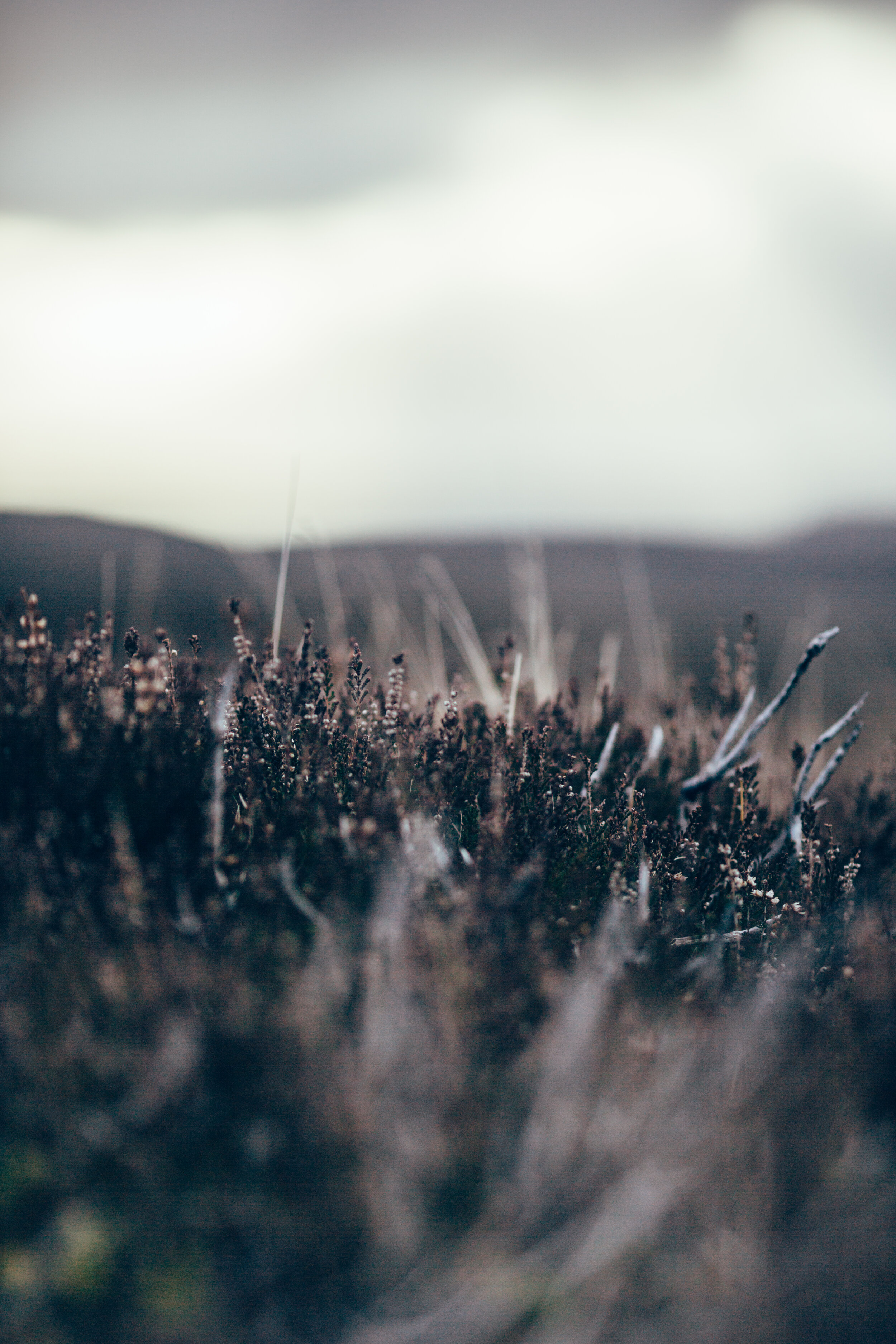 0F8A7903.jpg