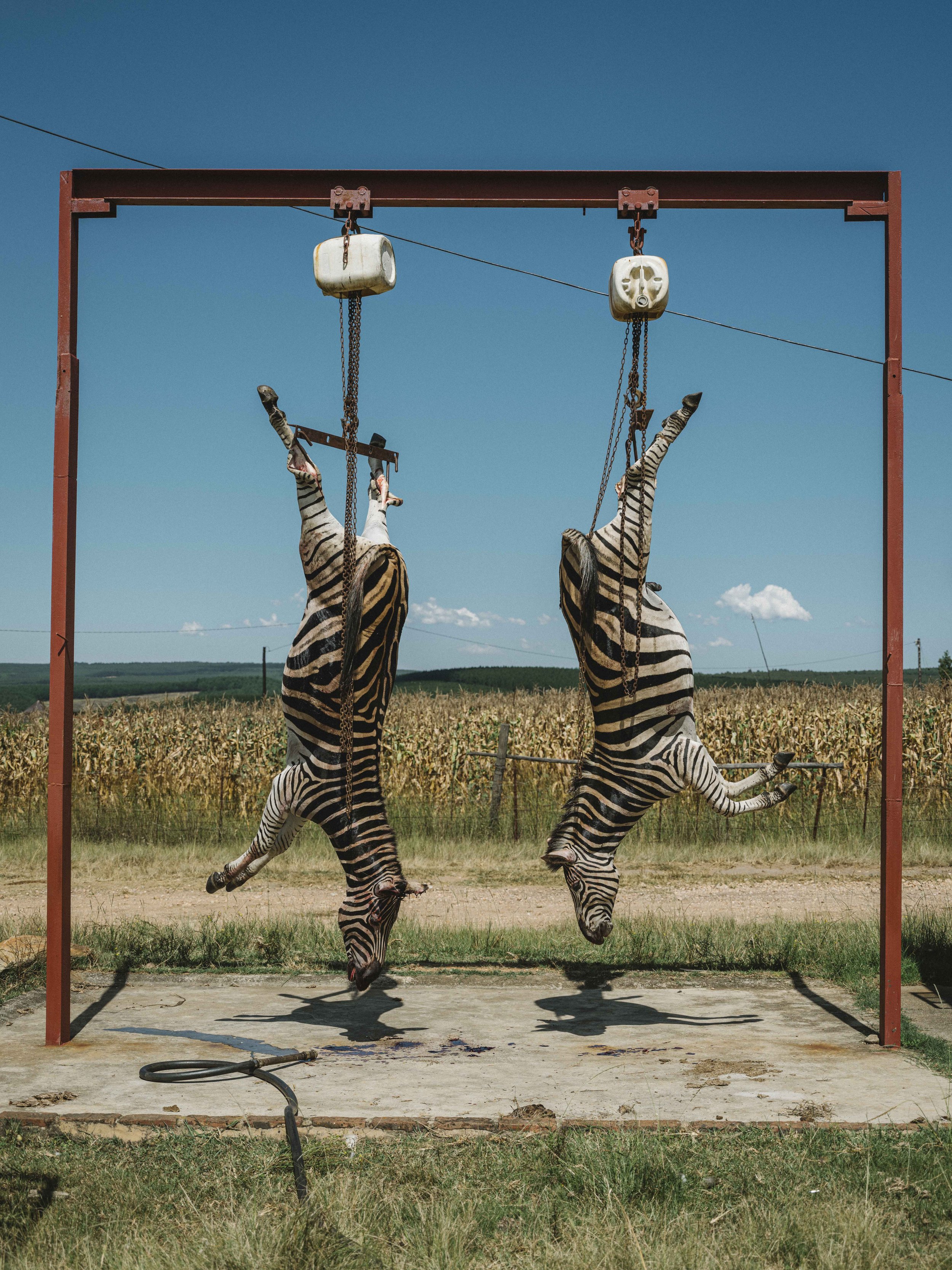Suspended, elder steeds. Zebras consume four times the resources of cattle. Its meat was shared with a local Zulu family after a bereavement. Zwartwater, Mpumalanga. 