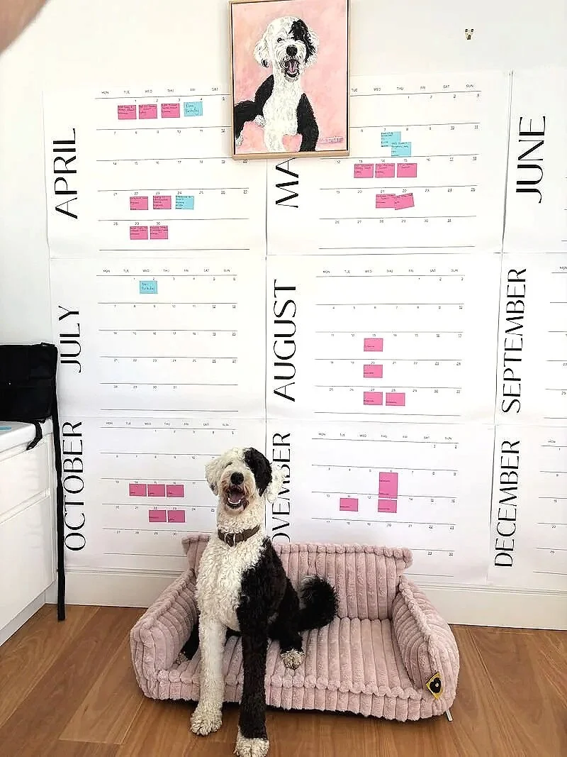 Dog as project manager for launch apac