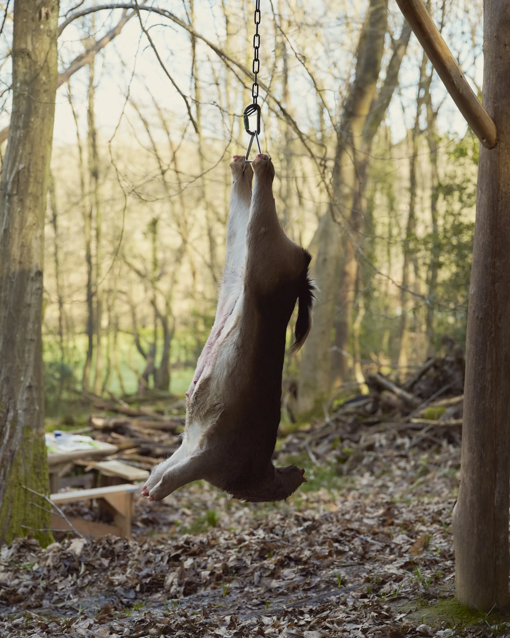 * CANCELLED * The Deer Day - 12th October 2024 | £165