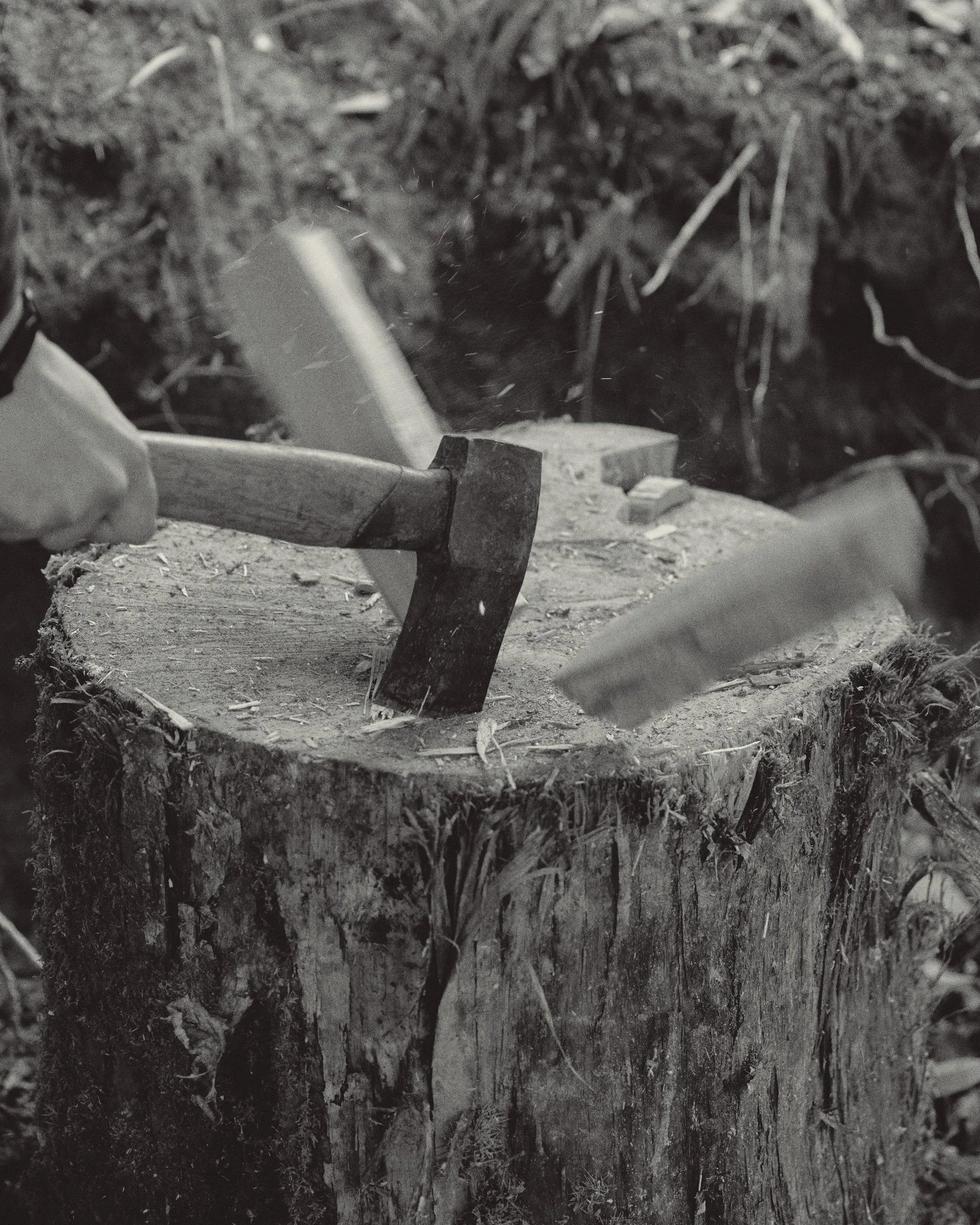 Deer Management in Sussex: Addressing Growing Deer Issues Across the County