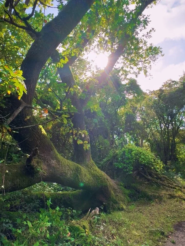 Out wandering beautiful Black Cap, the lovely hill above our training venue, I came across this tree that had fallen down. It really moved me, this beautiful, huge tree that fell onto its side, most of its roots ripped and torn out of the ground. You