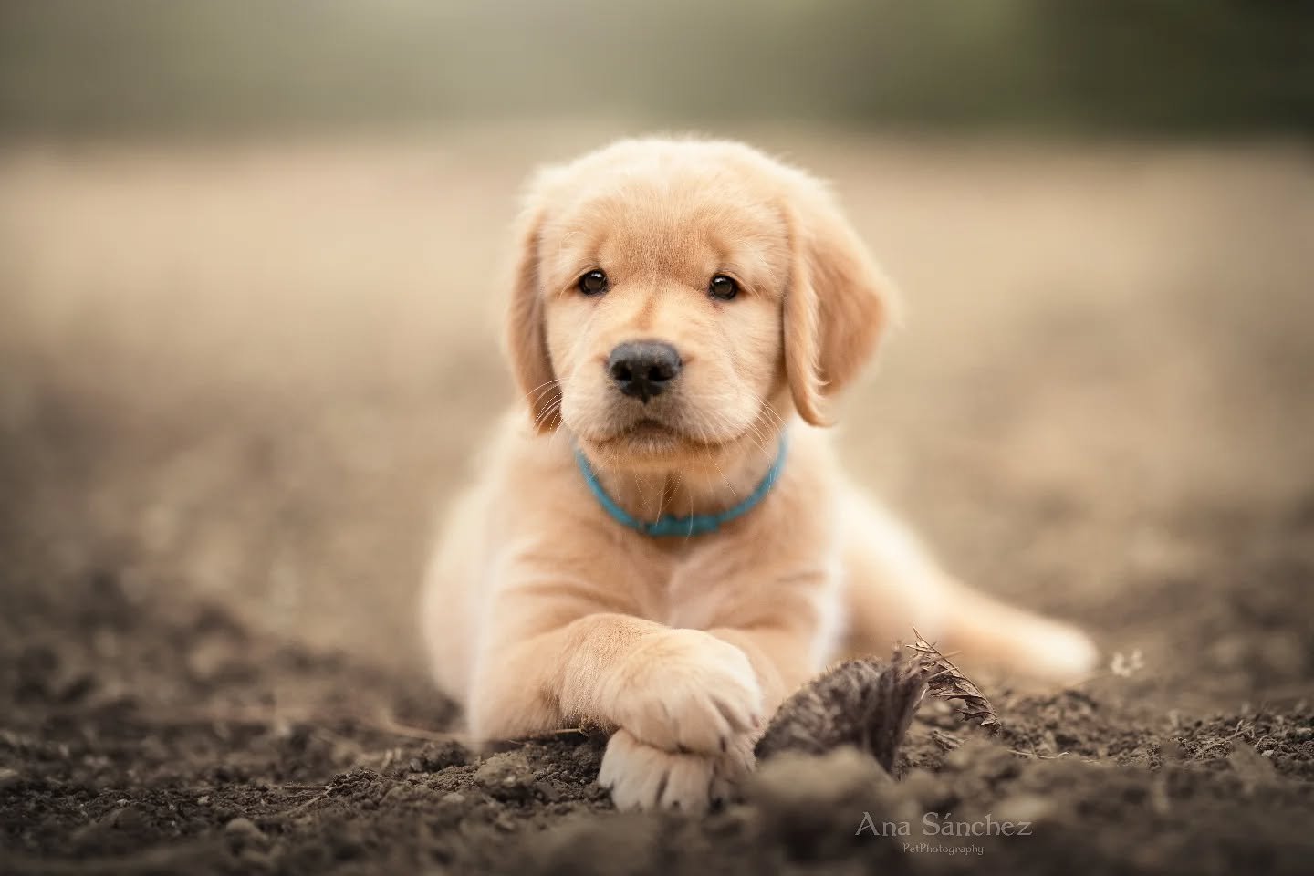El cachorrito azul de la camada es todo un se&ntilde;or con esa pose de patitas cruzadas 😍 &iquest;no os parece? 

&iexcl;Qu&eacute; bonito es tener recuerdos a edades tan tempranas! ❤️ 

#goldenretrievermalaga #goldenpuppies #goldenmalague&ntilde;o