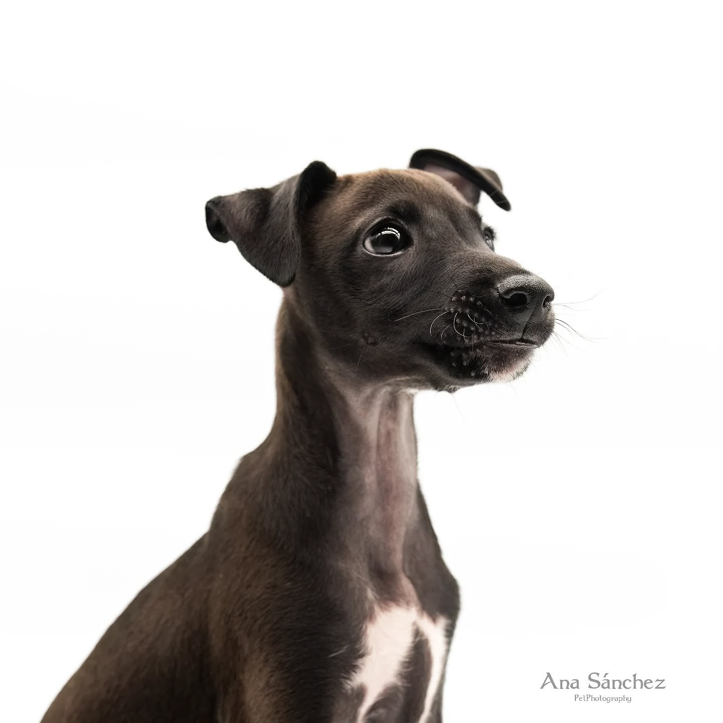 Nadie puede resistirse a los cachorros y mucho menos a Felipe 💕 

Es pura inocencia y nobleza. Tambi&eacute;n pura energ&iacute;a 😂 no vamos a enga&ntilde;arnos. Los cachorros son unos terremotos maravillosos que alegran nuestros d&iacute;as con su