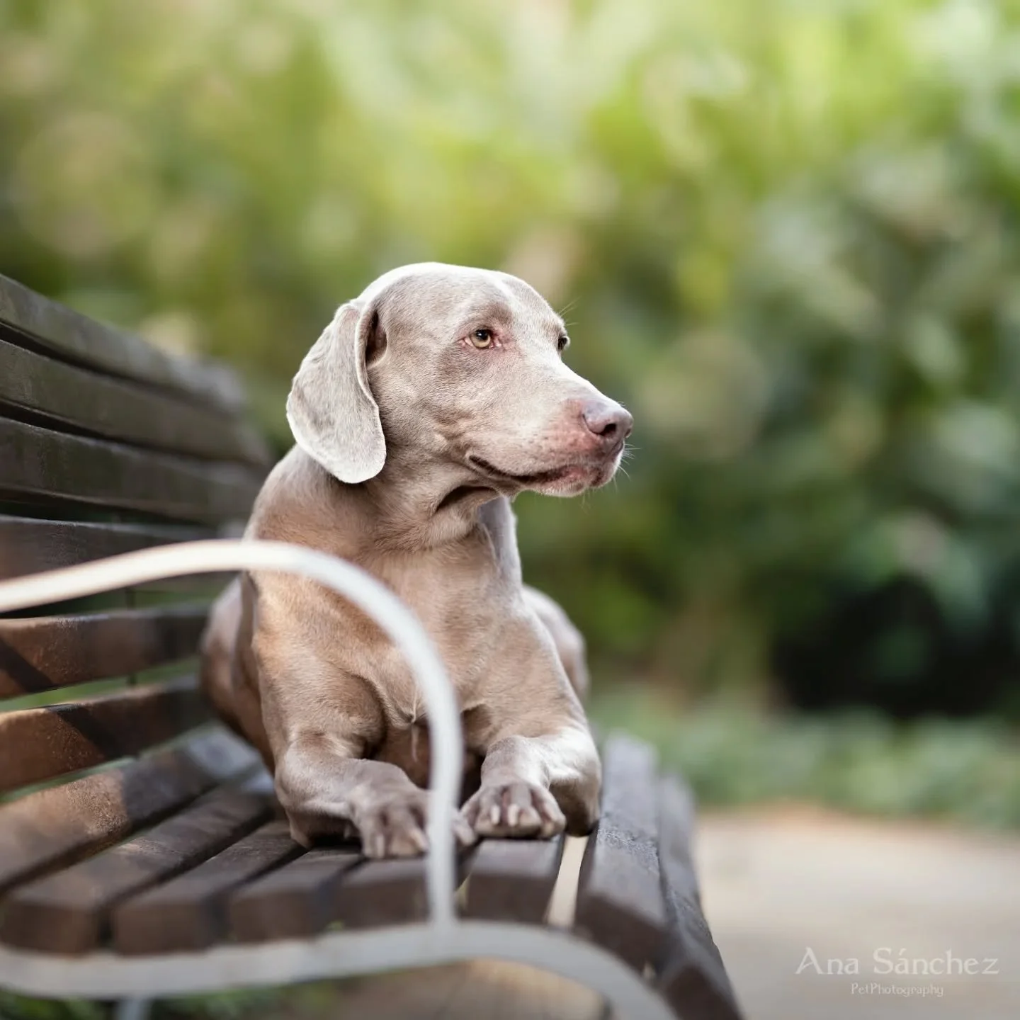 Esa calma en el paseo, quedarse simplemente observando... Me encanta. Es una forma de estar presente con nuestros perros que adoro. Disfrutar de lo peque&ntilde;o, de lo cotidiano... 

&iquest;Vosotros ten&eacute;is momentos as&iacute;? 

#bracodewei