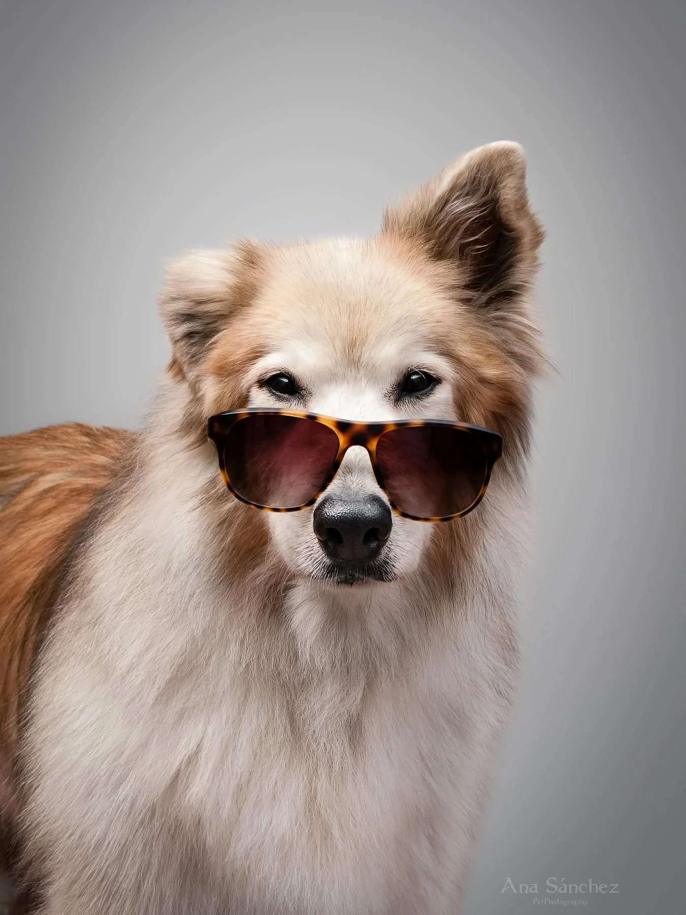 &iexcl;M&aacute;s chulo que un ocho! 😎 

12 a&ntilde;os y 9 meses seduciendo al personal. 

#fotografiacanina #retratoanimal #Retratocanino #mixedbreed #fotografienmalaga